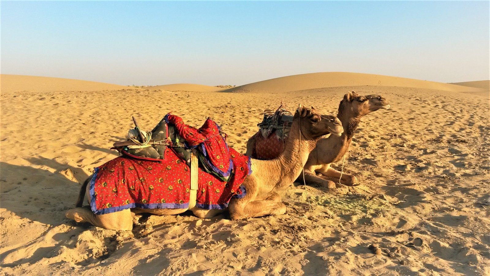 Thar Desert